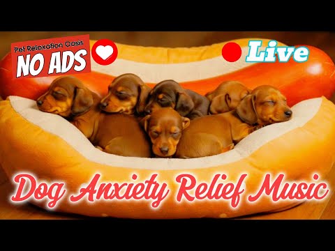 🔴 [LIVE] 🎶 Anxiety Relief for Dogs 🐕💖 | Calming Music to Soothe Nervous Pets