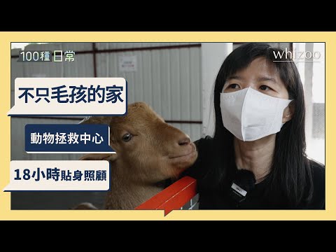 不只毛孩的家 170隻被遺棄動物的收容所｜領養不棄養 收留流浪動物  義工熱心幫忙｜100種日常