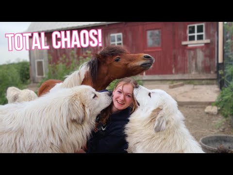 A Glimpse Into Farm Life | Selling Animals, Horses, and Chores