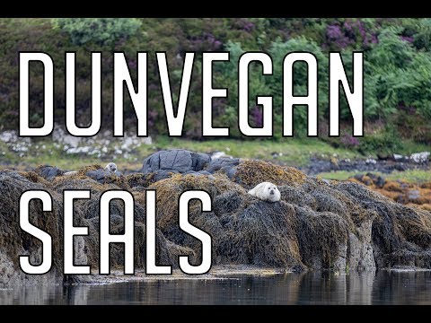 Seal Colony at Dunvegan Castle, Isle of Skye || Adventures in Scotland