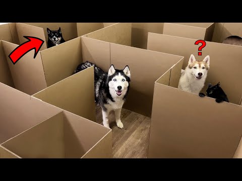 Huskies vs Cats: Who Will Be The First To Find A Way Out of The Maze?