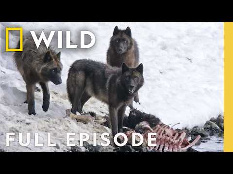 Wild Wolves: Pack Life (Full Episode) | Yellowstone Wolf Dynasty | Nat Geo Animals