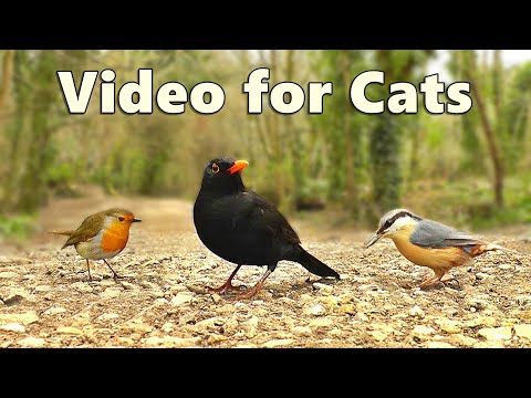 Videos for Cats ~ The NEW Ultimate Video for Cats to Watch / Cat TV ⭐ 8 HOURS ⭐