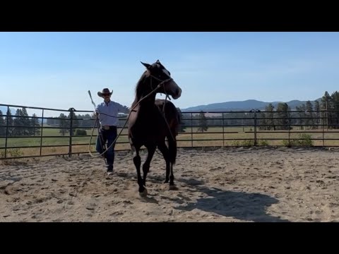 How not to get Hurt when preparing your horse for the first Ride!