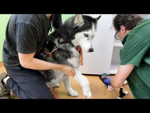 Husky Yuki is In Surgery. A Long Trip To the Vet Clinic