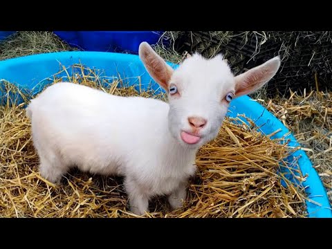 Why Goats are the FUNNIEST ANIMALS in the world