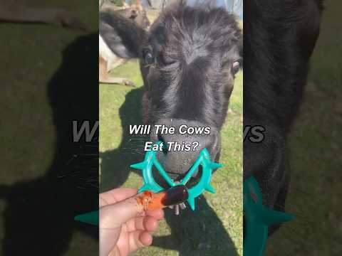 Will The Cows Eat This? (Carrots)