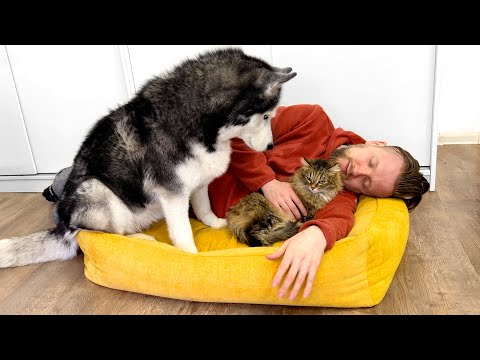 Stealing my dog's bed! Cats Come Running For Hugs