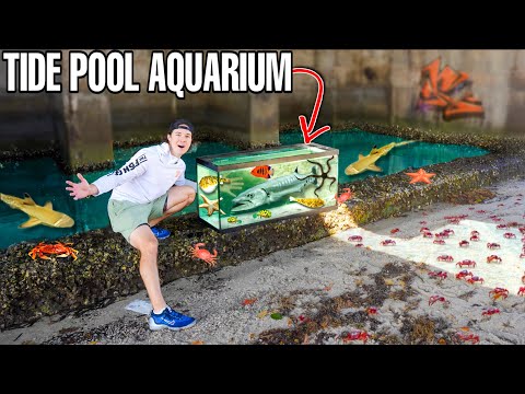 Building A CREEPY TIDE POOL AQUARIUM Filled With Wild FISH and INVERTEBRATES!