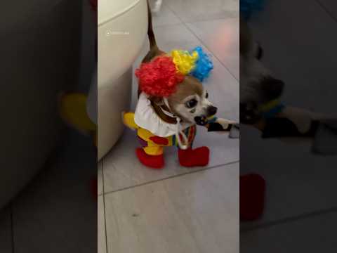 this dog was born to be an evil clown 😅😈 #shorts