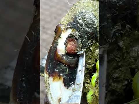 INSTANT RELIEF for cow | RUSTY NAIL pulled out of her hoof!