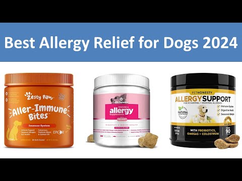 Top 8 Best Allergy Relief for Dogs in 2024