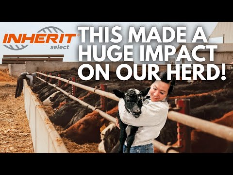 Why genetic testing our cow herd with INHERIT Select® was the best decision | @ZoetisCattle