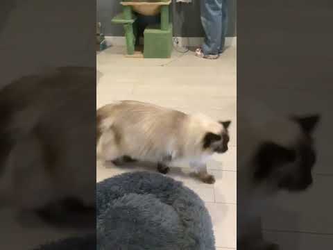 Having a blast at a cat cafe! #cat #cats #catcafe #catvideos #catshorts #catplaying #catsplaying