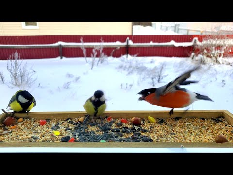 Eurasian Bullfinch vs Great Tit Birds