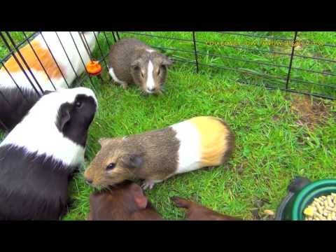 My Guinea Pigs Living - Squeaking Loudly