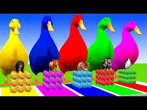 5 Giant Duck Cartoon,Cow,Elephant,Tiger,Lion,Dinosaur,Paint Wild Animals Crossing Fountain Animation