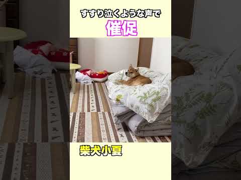 すすり泣くような声で催促