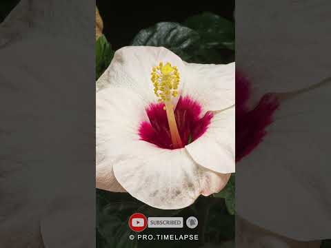 Time Lapse of blooming hibiscus flower #shorts