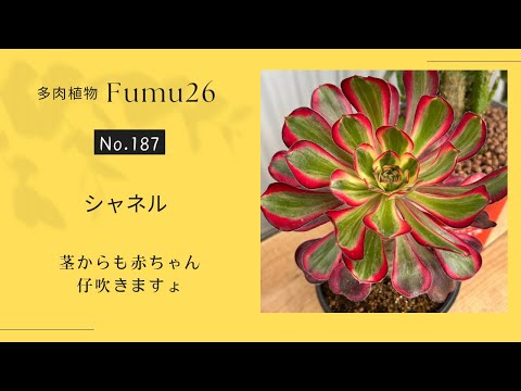 【多肉植物】アエオニウム シャネル　カットしたくなりました😙✨