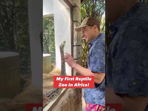 My First Reptile Zoo In Africa! 😱🐍🐢🦎#shorts #reptiles