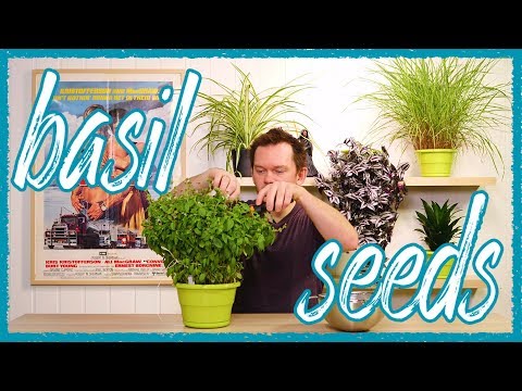 EASY way to save BASIL seeds