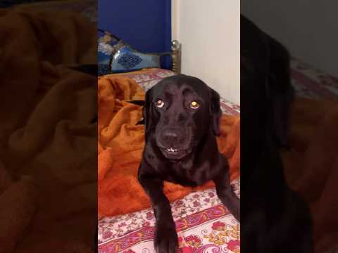 Dog growling | Angry Labrador