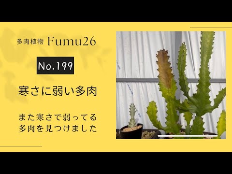 【多肉植物】寒さな弱い多肉ギガンティア&ホワイトゴースト