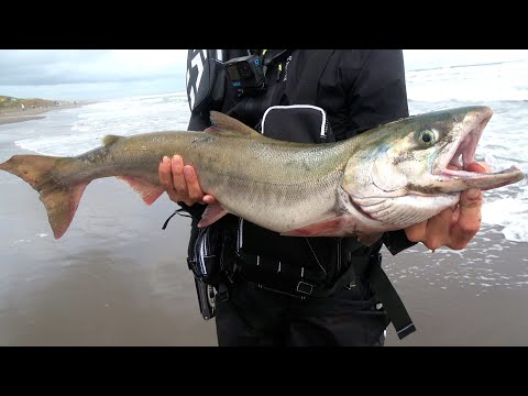 北海道でサケ釣って食べる