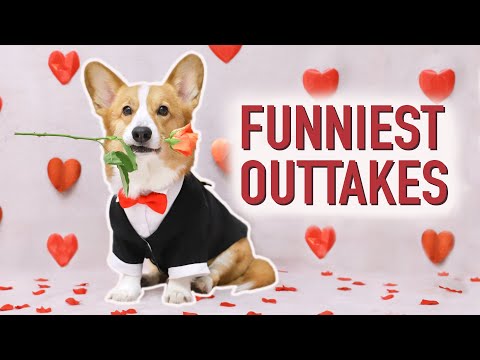 HILARIOUS BLOOPERS - Topi the Corgi