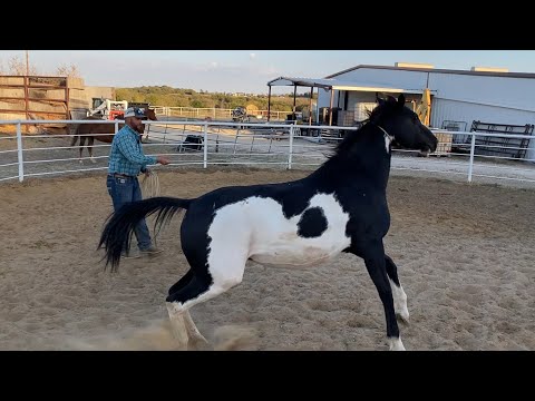 Taming a Defensive Mare