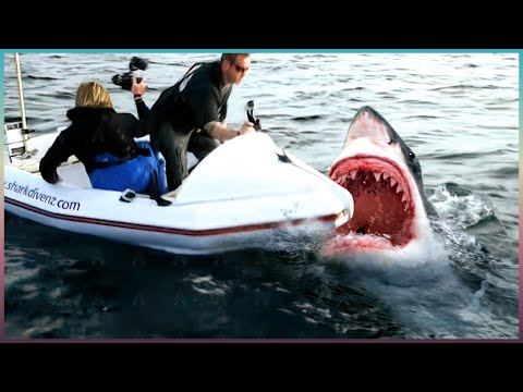 Most UNBELIEVABLE Animal Moments Ever Caught On Camera