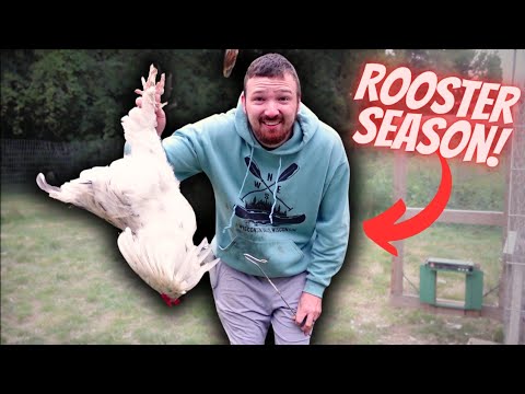 WE CAUGHT 7 ROOSTERS.... (now what do we do)