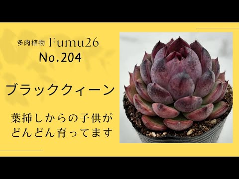 【多肉植物】やはり縦挿ししてたのでこんなになっちゃいました💦ブラッククィーン✨