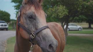 Martin Quarter Horses Facility