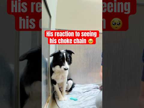 Watch how he reacts to his collar 🥺 please help me spread the word he needs a home🙏 #bordercollie