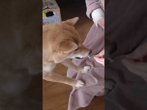 切り干し大根にハマった柴犬