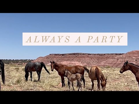 Horse Checking | Wedding Festivities | Graduation Party w/ Dangerous Activities #ranch #family