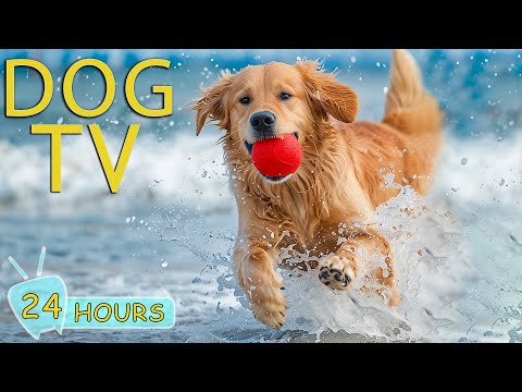 DOG TV: Video All-Day Entertain for Dogs While You're Away - Best Anti-Anxiety Music for Dogs