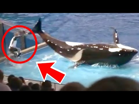 ORCA WHALE HITS TRAINER! | FUNNY FAILS