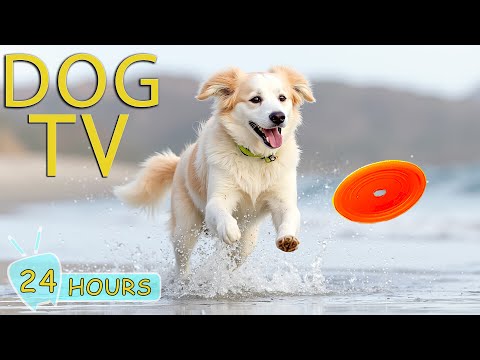 DOG TV: Video Help Prevent Anxiety & Boredom for Dogs When Home Alone - Playlist Music for Dogs