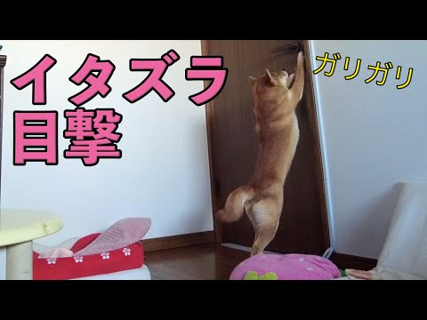 【目撃！】イタズラ？の瞬間をついにみてしまいました　柴犬小夏