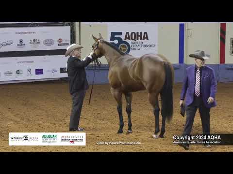 Select Yearling Geldings - 2024 AQHA World Championship Show