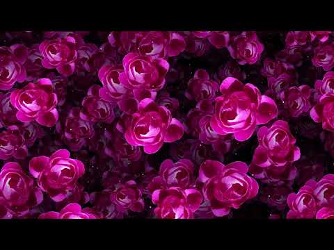 Pink Peony Flowers Falling Animation Motion Graphic Video 4K Overlay Stock Footage