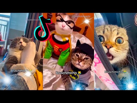 🤣 Mejores Videos de Gatos Bruschimichis | Compilación Divertida de Gatos Graciosos