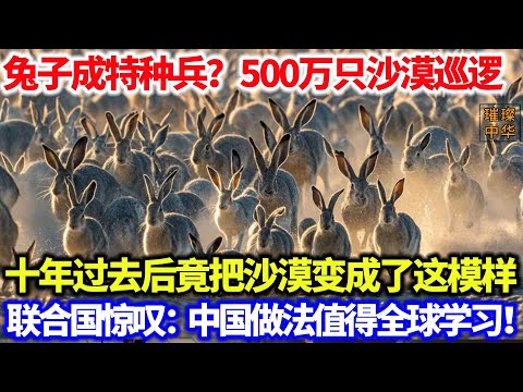 兔子成特种兵？500万只兔子沙漠巡逻，十年过去后竟把沙漠变成了这模样，联合国惊叹：中国做法值得全球学习！不仅将沙漠变绿洲，还带动当地年入上亿！#沙漠 #兔子 #绿化