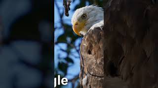 the eagle#eaglelife #eagles #birds #wildlife #eaglenest #animals #eaglefly #wildeagle #nature #video