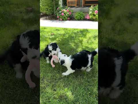 Sibling Sheepadoodles Playing #countrymusic #newsong #minidoodle #sheepadoodle #puppies ofinstagram