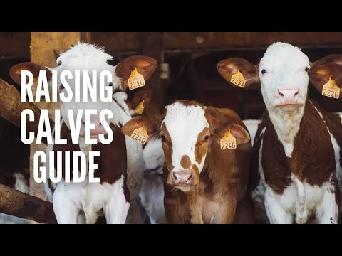 Raising Calves 101: A Comprehensive Guide for Beginners