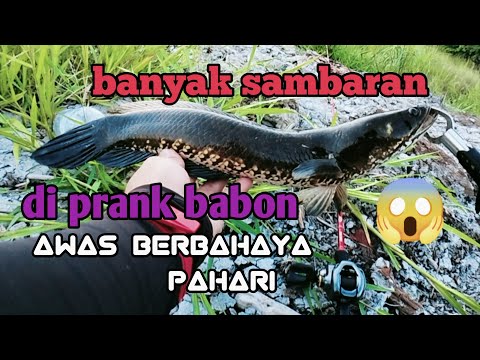 SAMBARAN GANAS BERKALI KALI DI PRANK IKAN GABUS BABON || CASTING IKAN GABUS KALIMANTAN